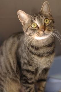 センター内及び預かりさん宅へ居る