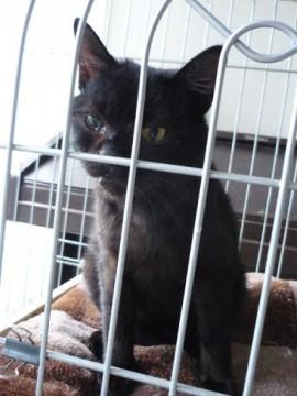 とても人懐こい甘えっ子で大人しい