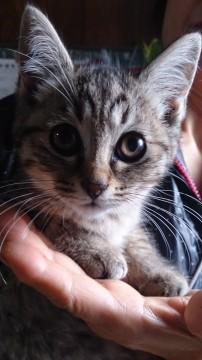 キジトラのオス３匹メス１匹です。