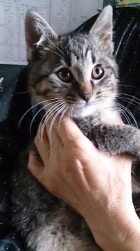 キジトラの２ヶ月半から３ヶ月の男