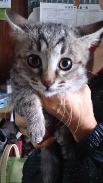 キジトラの２ヶ月半から３ヶ月の男