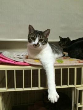 ツンデレデレデレ…白キジちゃん