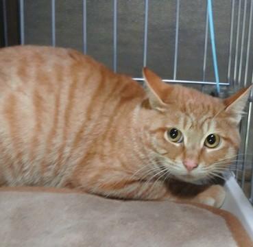 茶トラ ボンボンカギ尻尾♪
ち