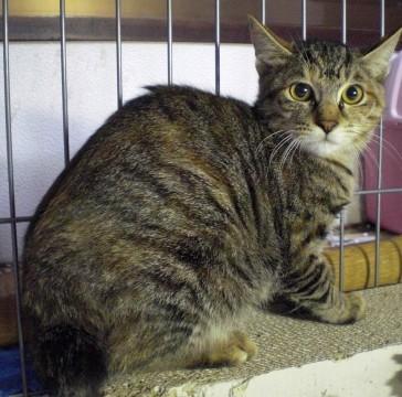 ビビリの雉トラちゃん