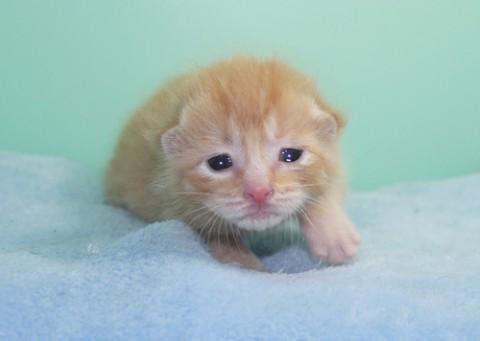 茶トラ♂君　尾長
性格はまだわ