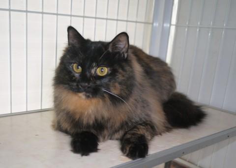 メインクーン系長毛MIX　サビ♀