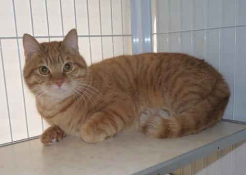 茶トラ♂ 仮名：せっ君　とても大