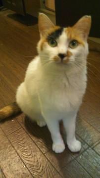 缶詰よりもドライフードが大好きで