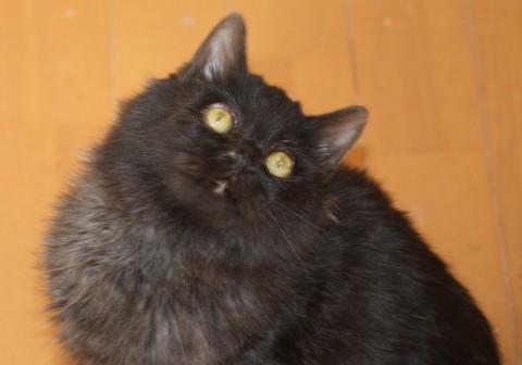 ２０１４年９月半ば生まれ

