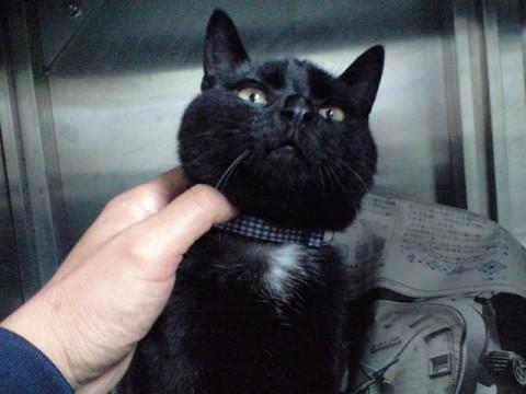 凄く人懐こい子で大人しい子です。