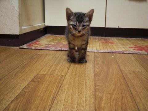 サビ猫です。
甘えた声で呼びま
