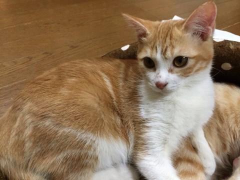 茶トラですが 背中の模様は シマ