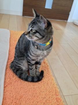 やんちゃですが、ビビりで甘えん坊