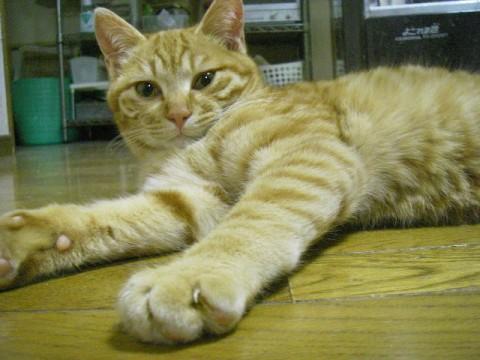 茶トラのオス猫です。
猫にも人