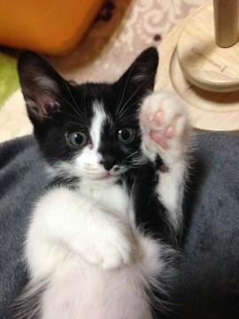 白×黒の女の子です。しっぽは長く