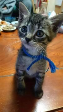 人なつっこく甘えに近寄って来ます