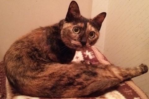 オトナの魅力・サビ猫さん