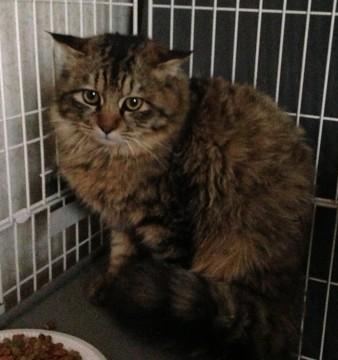 真っ白の親猫に全くにておらず、フ
