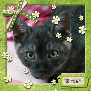 元気いっぱい、人も猫も大好きです