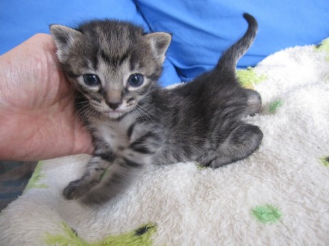 かわいいきじとらのなでしこちゃん