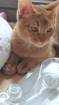 アビシニアン(レッド)
性格は