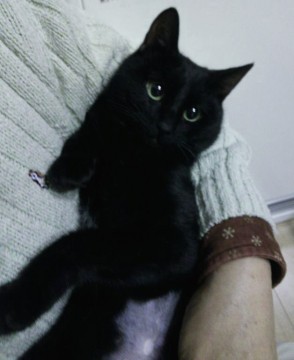 【模様】全体は黒、首の下あたりが