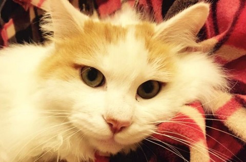 全体は白、顔の周りとしっぽが茶色