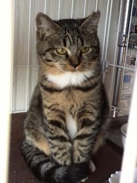 手足が短くマンチカンに似ています