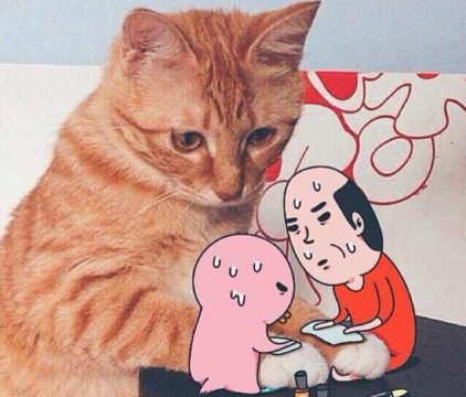 人間大好きの白茶猫です。