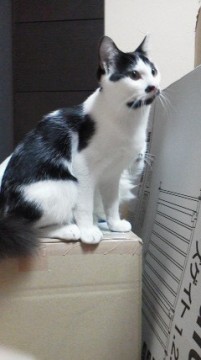 白黒ブチのプチひげにゃんこ。
