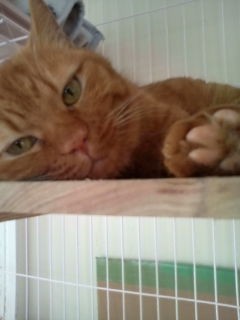 チョコちゃんと仲の良い姉妹。
