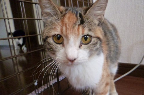 好奇心旺盛なお転婆ちゃんですが、