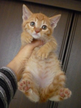 ４兄弟のオスで尻尾は長いです。