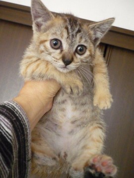 ４兄弟のオスで尻尾は長いです。