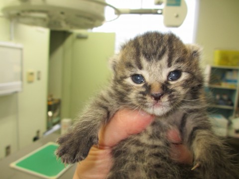 ・目が開いたばかりの小さな可愛い