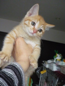 ４兄弟のオスで尻尾は長いです。