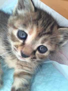 濃ゆい茶色の柄付猫です。
目の