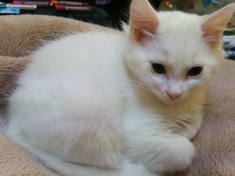 白いモフモフ。母猫はターキッシュ
