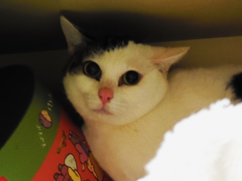 白地にきじ柄が点々としていて、預