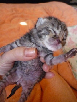 尻尾は長いですが途中がくねくねつ