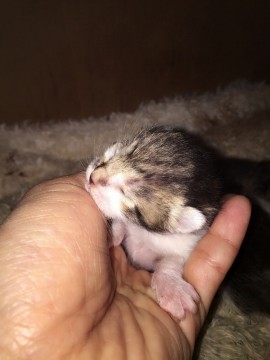 3月25日に産まれました。
男