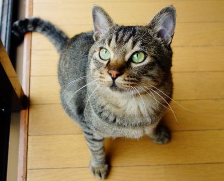 甘えん坊キジトラ