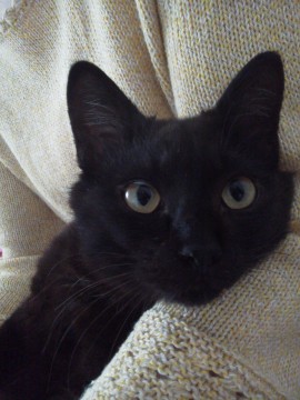人も猫も大好き！黒猫くん
