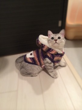明るくて元気の子です。人と遊び好