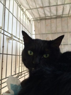 子猫の時からこの老夫婦に育てられ