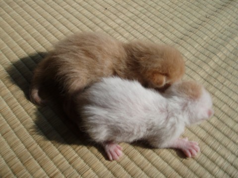 茶トラの子猫たちです。