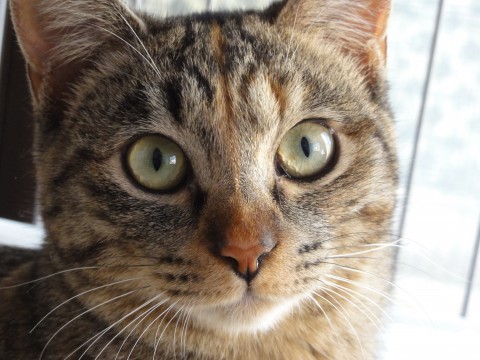 天然おとぼけキジトラちゃん