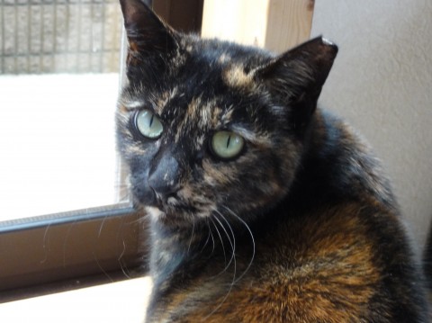 サビ猫らしいサビ！！