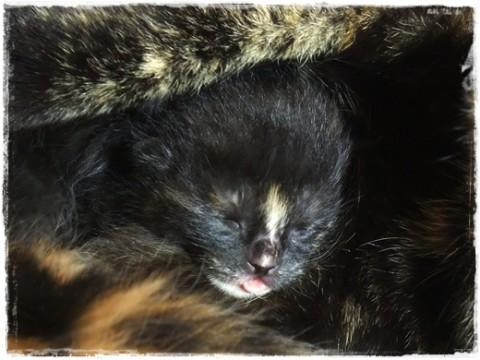 可愛いサビちゃん