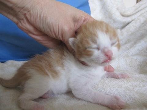 かわいい白茶、よもぎくんです。ま